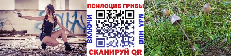 Купить  Курчатов  Галлюциногенные грибы Psilocybe 